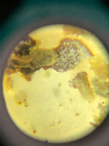 A ground peppercorn up close, as seen through the microscope