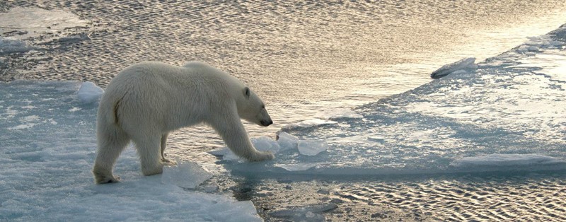 Polar Bear