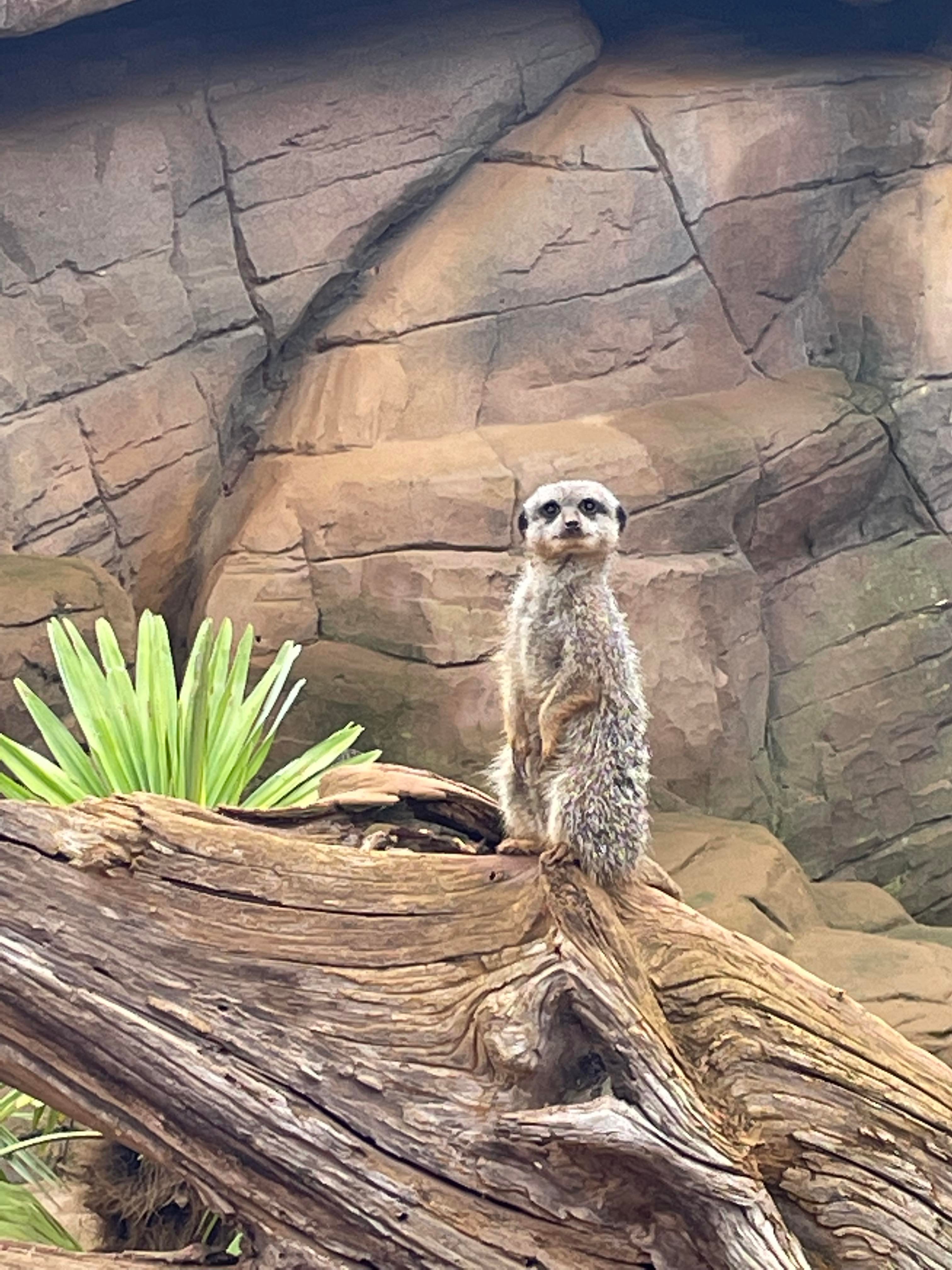 Review: Colchester Zoo  image