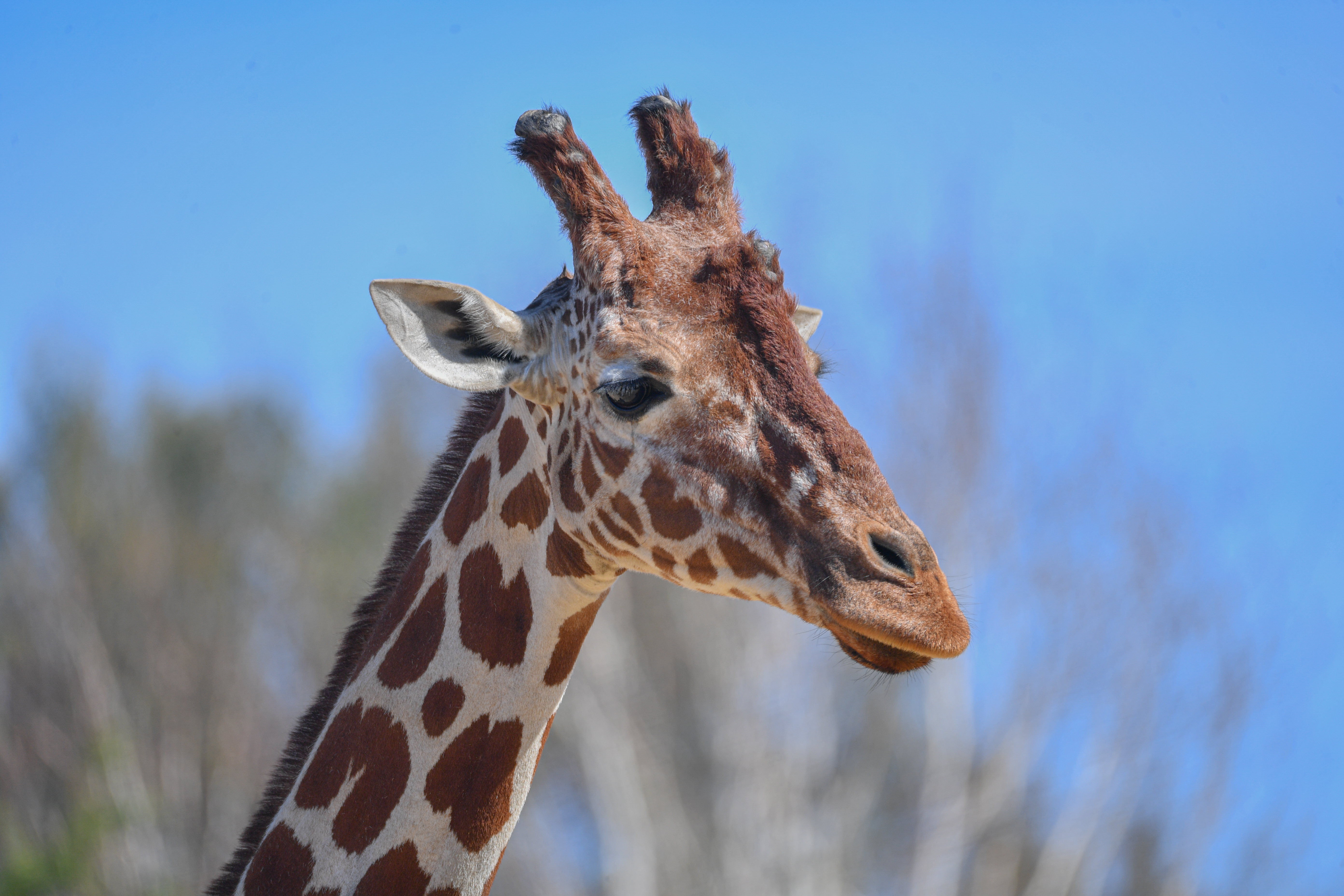 Win A Family Ticket to Colchester Zoological Society, worth £120  image