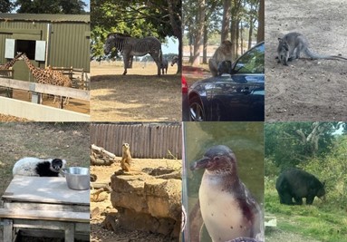 Review: Woburn Safari Park  image