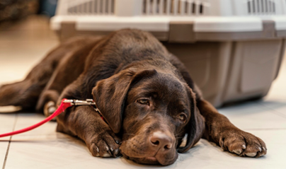 The Hardest Conversation: Guiding Your Child Through the Loss of a Beloved Pet  image